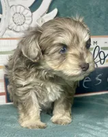 Blu, a male Poodle - Toy  for sale in Snowflake, AZ – 3 of 6