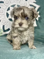 Angel, a female Poodle - Toy  for sale in Snowflake, AZ – 2 of 6