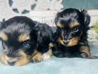 Twinkie, a female Poodle - Toy  for sale in Snowflake, AZ – 4 of 6