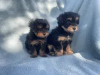 Twinkie, a female Poodle - Toy  for sale in Snowflake, AZ – 3 of 5