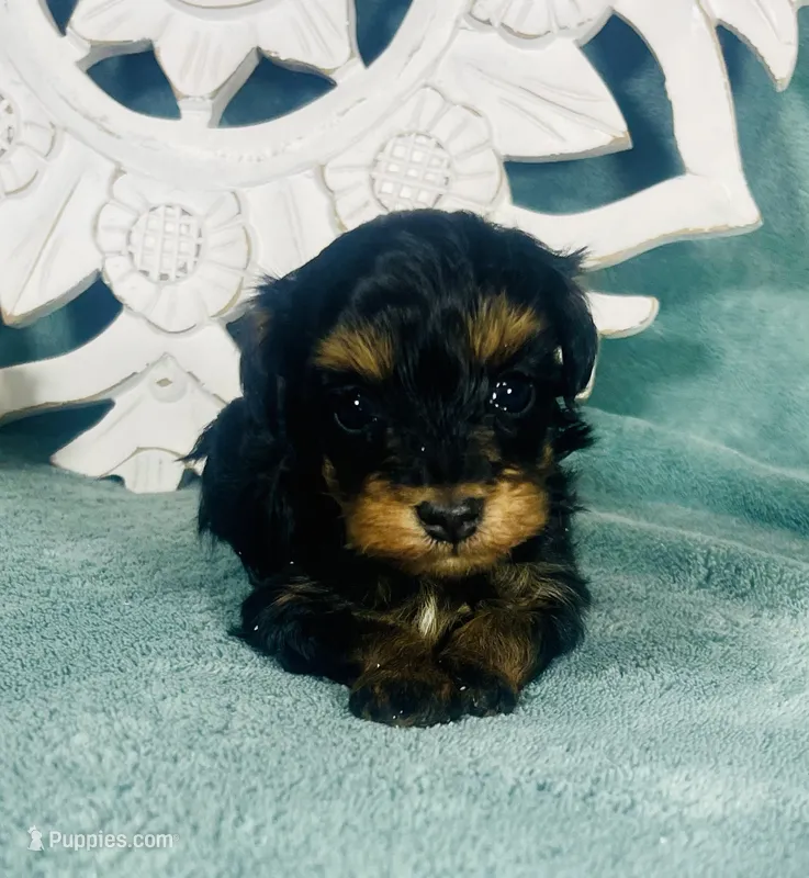 Twinkie – Poodle - Toy  puppy for sale in Snowflake, AZ