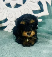 Twinkie, a female Poodle - Toy  for sale in Snowflake, AZ – 1 of 6
