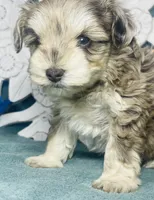 Blu, a male Poodle - Toy  for sale in Snowflake, AZ – 2 of 6