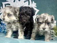 Blu, a male Poodle - Toy  for sale in Snowflake, AZ – 4 of 6