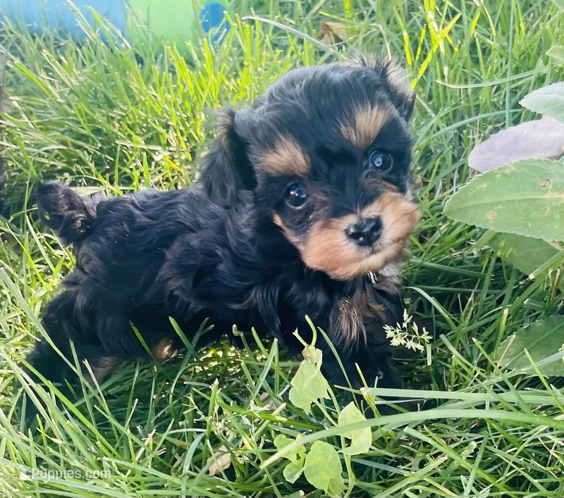 Twinkie – Poodle - Toy  puppy for sale in Snowflake, AZ