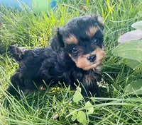Twinkie, a female Poodle - Toy  for sale in Snowflake, AZ – 1 of 5