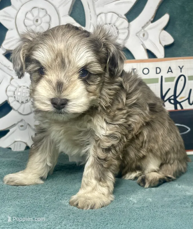 Blu – Poodle - Toy  puppy for sale in Snowflake, AZ