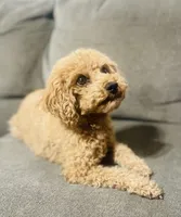 Twinkie, a female Poodle - Toy  for sale in Snowflake, AZ – 5 of 6