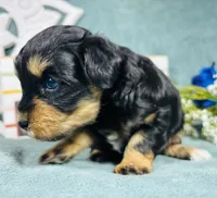 Cookie , a female Poodle - Toy  for sale in Snowflake, AZ – 3 of 9