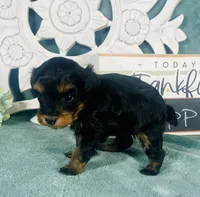 Twinkie, a female Poodle - Toy  for sale in Snowflake, AZ – 2 of 6