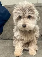 Angel, a female Poodle - Toy  for sale in Snowflake, AZ – 5 of 6