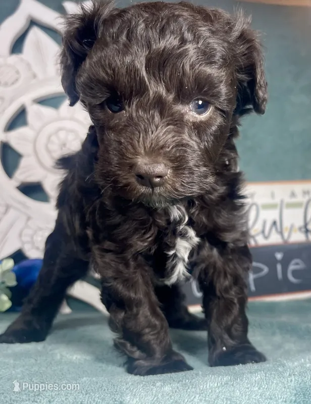 Bonbon – Poodle - Toy  puppy for sale in Snowflake, AZ