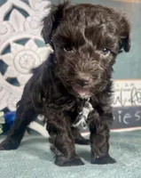 Bonbon, a female Poodle - Toy  for sale in Snowflake, AZ – 2 of 6