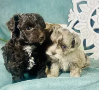 Angel, a female Poodle - Toy  for sale in Snowflake, AZ – 3 of 6