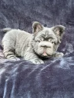 Theo , a male French Bulldog for sale in Sanford, NC – 5 of 7