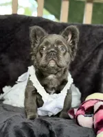 Delilah, a female French Bulldog for sale in Sanford, NC – 4 of 4