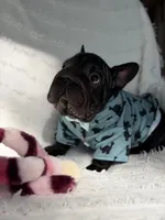 Diesel, a male French Bulldog for sale in Sanford, NC – 3 of 4