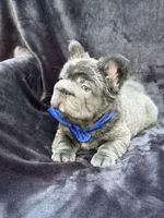 Theo , a male French Bulldog for sale in Sanford, NC – 2 of 7