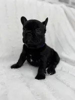 Luna , a female French Bulldog for sale in Sanford, NC – 2 of 4