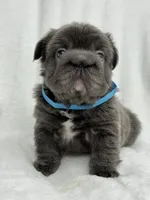 Theo , a male French Bulldog for sale in Sanford, NC – 2 of 4