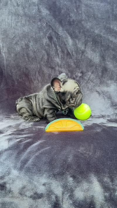 Diesel, a male French Bulldog for sale in Sanford, NC – 5 of 5