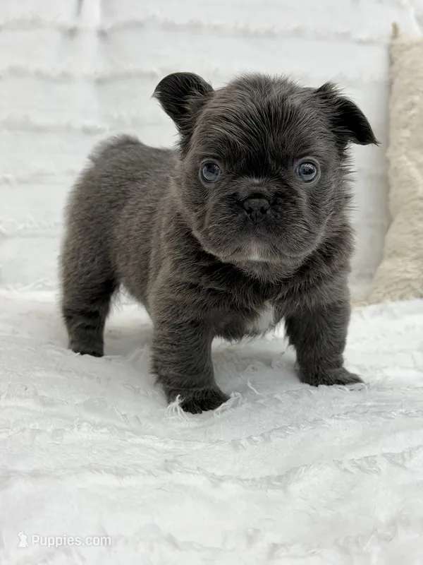 Delilah – French Bulldog puppy for sale in Sanford, NC