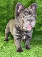 Theo , a male French Bulldog for sale in Sanford, NC – 2 of 4