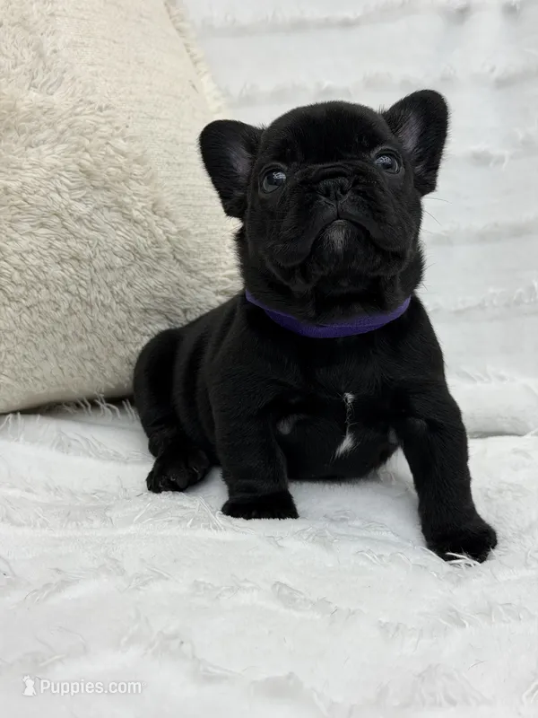 Luna  – French Bulldog puppy for sale in Sanford, NC