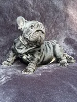 Eclipse , a female French Bulldog for sale in Sanford, NC – 3 of 6