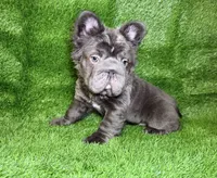 Theo , a male French Bulldog for sale in Sanford, NC – 4 of 4