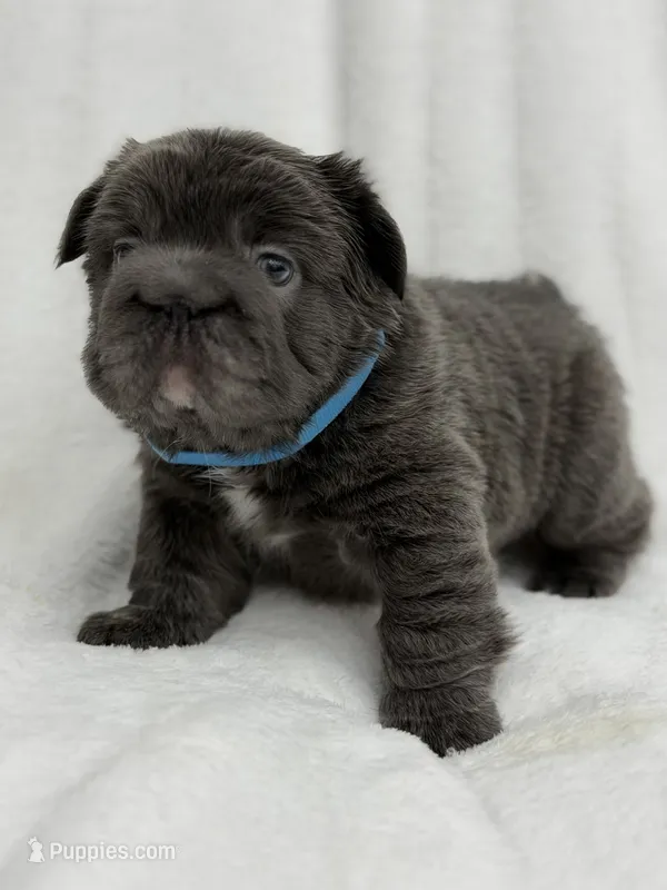 Theo  – French Bulldog puppy for sale in Sanford, NC