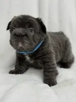 Theo , a male French Bulldog for sale in Sanford, NC – 1 of 4