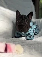 Diesel, a male French Bulldog for sale in Sanford, NC – 1 of 4