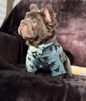 Theo , a male French Bulldog for sale in Sanford, NC – 2 of 4