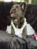 Delilah, a female French Bulldog for sale in Sanford, NC – 2 of 4