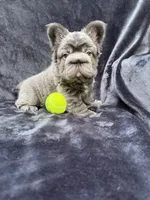 Theo , a male French Bulldog for sale in Sanford, NC – 6 of 7