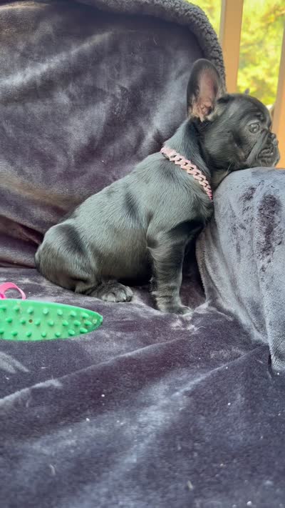 Luna , a female French Bulldog for sale in Sanford, NC – 5 of 5