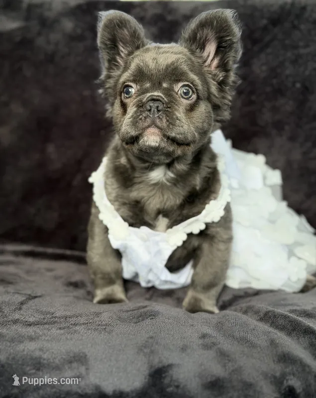 Delilah – French Bulldog puppy for sale in Sanford, NC