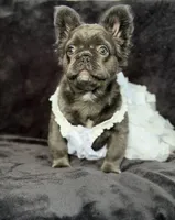 Delilah, a female French Bulldog for sale in Sanford, NC – 1 of 4