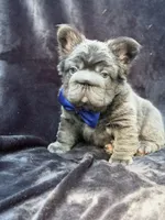 Theo , a male French Bulldog for sale in Sanford, NC – 4 of 7