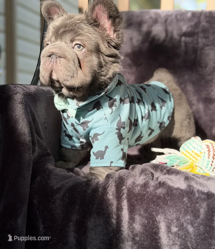 Theo  – French Bulldog puppy for sale in Sanford, NC