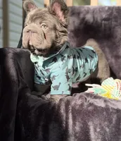 Theo , a male French Bulldog for sale in Sanford, NC – 1 of 4