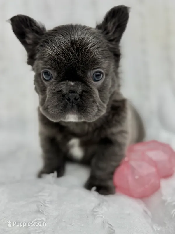 Delilah – French Bulldog puppy for sale in Sanford, NC