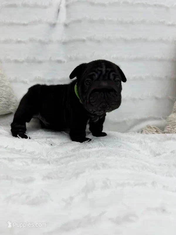 Diesel – French Bulldog puppy for sale in Sanford, NC