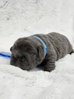 Theo , a male French Bulldog for sale in Sanford, NC – Photo 4 of 4