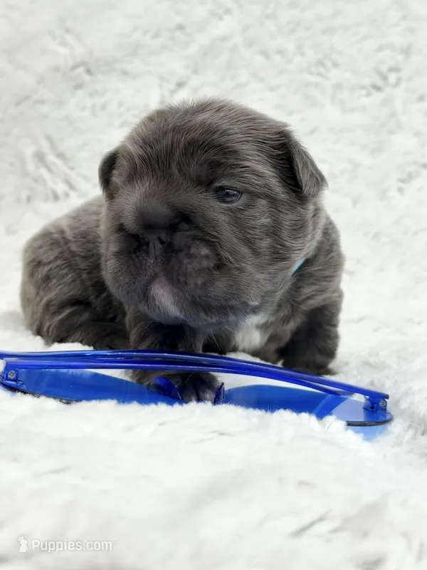 Theo  – French Bulldog puppy for sale in Sanford, NC