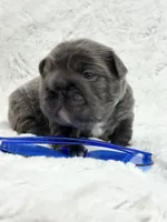 Theo , a male French Bulldog for sale in Sanford, NC – Photo 1 of 4