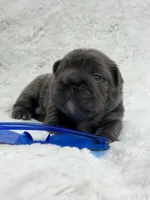 Theo , a male French Bulldog for sale in Sanford, NC – Photo 2 of 4