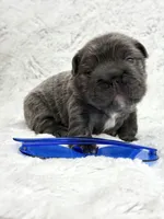 Theo , a male French Bulldog for sale in Sanford, NC – Photo 3 of 4