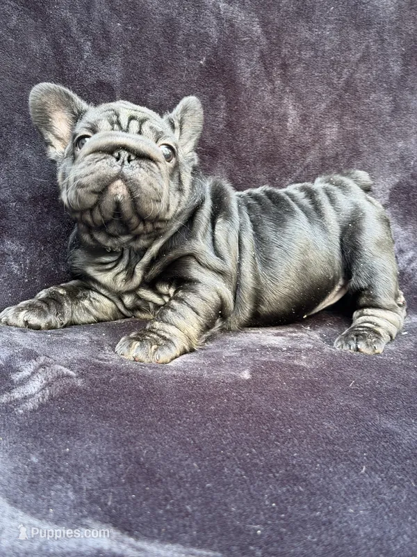 Eclipse  – French Bulldog puppy for sale in Sanford, NC
